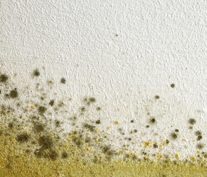yellow and green mold on a white wall. 